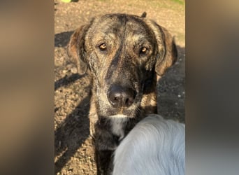 Petri, geb. ca. 04/2024, lebt in GRIECHENLAND, auf einem Gelände, auf dem die Hunde notdürftig verso