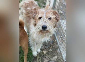 Damian, geb. ca. 01/2023, lebt in GRIECHENLAND, auf einer privaten Pflegestelle