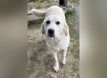 Nox, geb. ca. 10/2024, lebt in GRIECHENLAND, auf einer privaten Pflegestelle