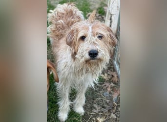 Damian, geb. ca. 01/2023, lebt in GRIECHENLAND, auf einer privaten Pflegestelle