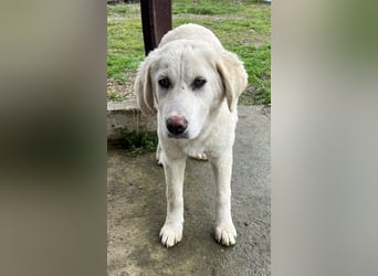 Nox, geb. ca. 10/2024, lebt in GRIECHENLAND, auf einer privaten Pflegestelle