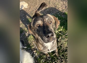 Petri, geb. ca. 04/2024, lebt in GRIECHENLAND, auf einem Gelände, auf dem die Hunde notdürftig verso