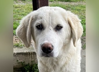 Nox, geb. ca. 10/2024, lebt in GRIECHENLAND, auf einer privaten Pflegestelle