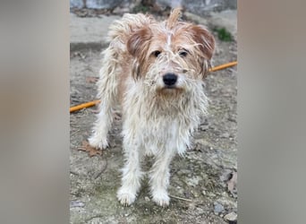 Damian, geb. ca. 01/2023, lebt in GRIECHENLAND, auf einer privaten Pflegestelle