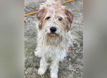 Damian, geb. ca. 01/2023, lebt in GRIECHENLAND, auf einer privaten Pflegestelle