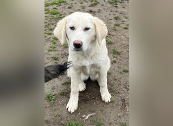 Nox, geb. ca. 10/2024, lebt in GRIECHENLAND, auf einer privaten Pflegestelle