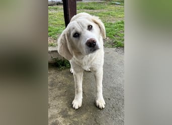 Nox, geb. ca. 10/2024, lebt in GRIECHENLAND, auf einer privaten Pflegestelle