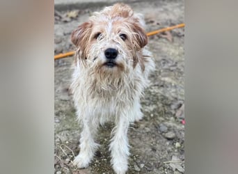 Damian, geb. ca. 01/2023, lebt in GRIECHENLAND, auf einer privaten Pflegestelle