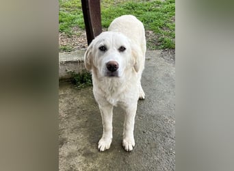 Nox, geb. ca. 10/2024, lebt in GRIECHENLAND, auf einer privaten Pflegestelle