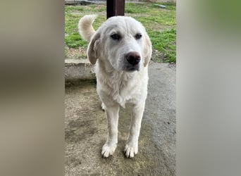 Nox, geb. ca. 10/2024, lebt in GRIECHENLAND, auf einer privaten Pflegestelle