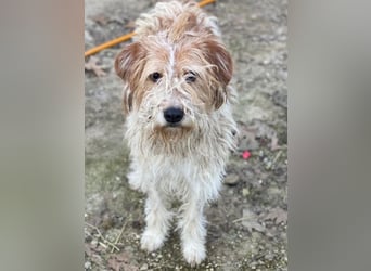 Damian, geb. ca. 01/2023, lebt in GRIECHENLAND, auf einer privaten Pflegestelle