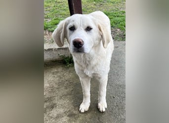 Nox, geb. ca. 10/2024, lebt in GRIECHENLAND, auf einer privaten Pflegestelle