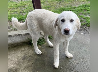 Nox, geb. ca. 10/2024, lebt in GRIECHENLAND, auf einer privaten Pflegestelle