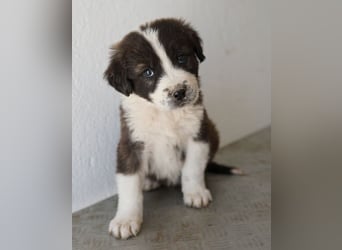 Whisky, geb. ca. 12/2025, lebt in GRIECHENLAND, im städt. Tierheim Serres