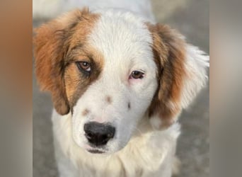 Fidi, geb. ca. 08/2025, lebt in GRIECHENLAND, im städt. Tierheim Serres