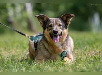 Freundliche Najda sucht ihre Familie