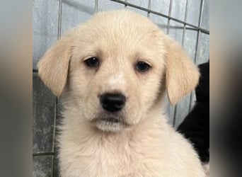 Ljón, geb. ca. 11/2025, lebt in GRIECHENLAND, auf einer privaten Pflegestelle