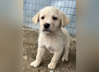 Ljón, geb. ca. 11/2025, lebt in GRIECHENLAND, auf einer privaten Pflegestelle