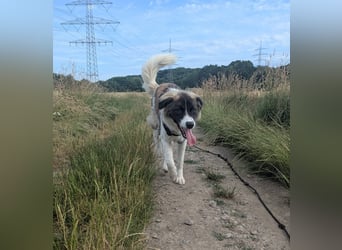 Süße Fay sucht liebevolle Hundekenner