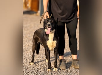 Tolle Basya sucht liebevolles Zuhause