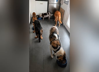 Süße Fay sucht liebevolle Hundekenner