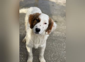 Fidi, geb. ca. 08/2025, lebt in GRIECHENLAND, im städt. Tierheim Serres