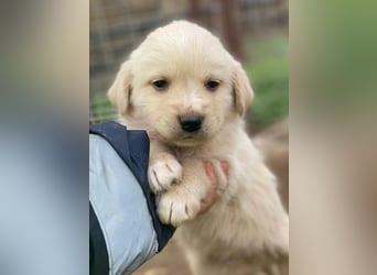 Ljón, geb. ca. 11/2025, lebt in GRIECHENLAND, auf einer privaten Pflegestelle