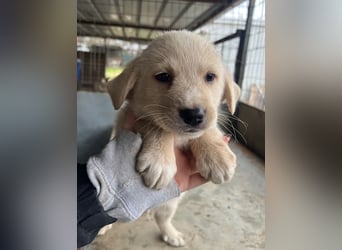 Ljón, geb. ca. 11/2025, lebt in GRIECHENLAND, auf einer privaten Pflegestelle