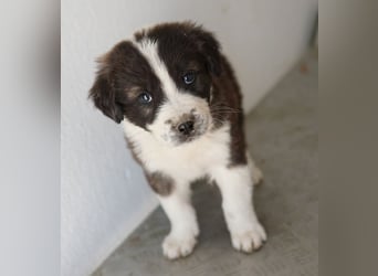 Whisky, geb. ca. 12/2025, lebt in GRIECHENLAND, im städt. Tierheim Serres