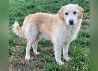 Gipsy, geb. ca. 04/2025, lebt in GRIECHENLAND, im städt. Tierheim Serres