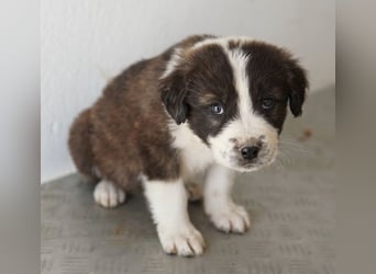 Whisky, geb. ca. 12/2025, lebt in GRIECHENLAND, im städt. Tierheim Serres