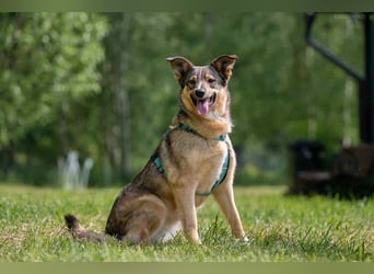 Freundliche Najda sucht ihre Familie