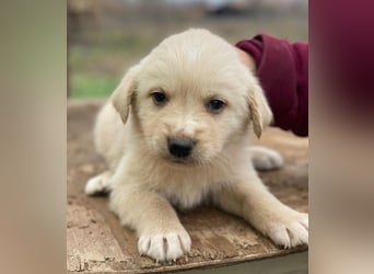 Ljón, geb. ca. 11/2025, lebt in GRIECHENLAND, auf einer privaten Pflegestelle