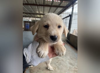 Ljón, geb. ca. 11/2025, lebt in GRIECHENLAND, auf einer privaten Pflegestelle