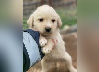 Ljón, geb. ca. 11/2025, lebt in GRIECHENLAND, auf einer privaten Pflegestelle