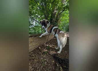 Süße Fay sucht liebevolle Hundekenner