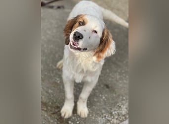 Fidi, geb. ca. 08/2025, lebt in GRIECHENLAND, im städt. Tierheim Serres