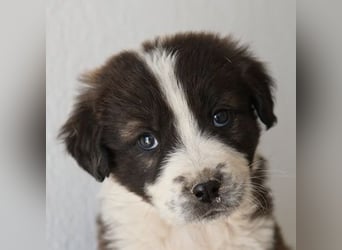 Whisky, geb. ca. 12/2025, lebt in GRIECHENLAND, im städt. Tierheim Serres