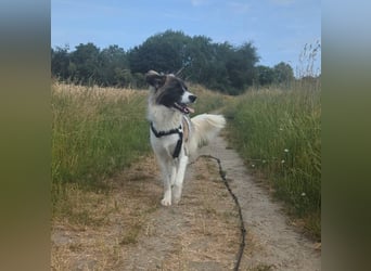 Süße Fay sucht liebevolle Hundekenner