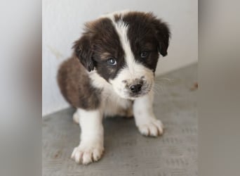 Whisky, geb. ca. 12/2025, lebt in GRIECHENLAND, im städt. Tierheim Serres