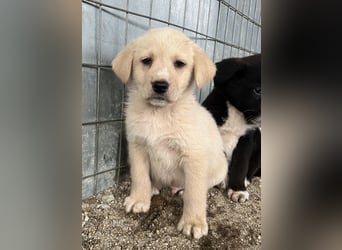 Ljón, geb. ca. 11/2025, lebt in GRIECHENLAND, auf einer privaten Pflegestelle