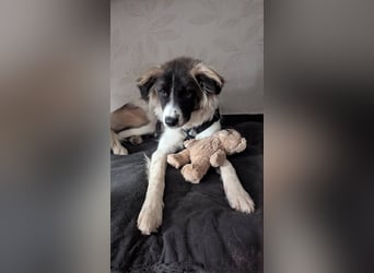 Süße Fay sucht liebevolle Hundekenner