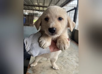 Ljón, geb. ca. 11/2025, lebt in GRIECHENLAND, auf einer privaten Pflegestelle