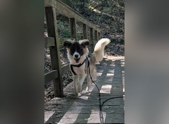 Süße Fay sucht liebevolle Hundekenner