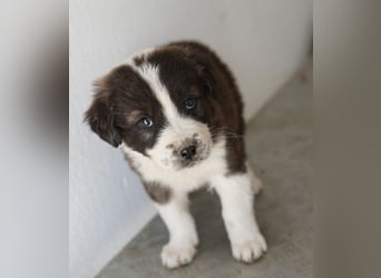 Whisky, geb. ca. 12/2025, lebt in GRIECHENLAND, im städt. Tierheim Serres