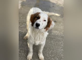 Fidi, geb. ca. 08/2025, lebt in GRIECHENLAND, im städt. Tierheim Serres