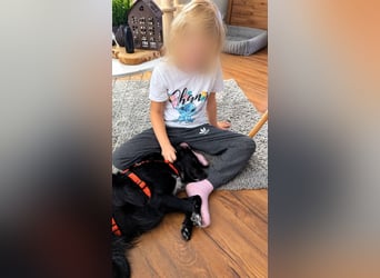 Liebevolle Naya wünscht sich ebensolches Zuhause