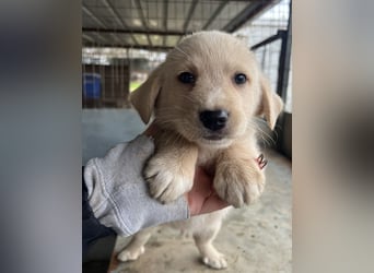 Ljón, geb. ca. 11/2025, lebt in GRIECHENLAND, auf einer privaten Pflegestelle