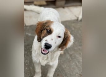 Fidi, geb. ca. 08/2025, lebt in GRIECHENLAND, im städt. Tierheim Serres