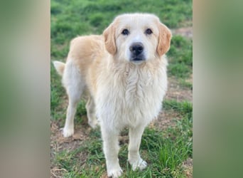 Gipsy, geb. ca. 04/2025, lebt in GRIECHENLAND, im städt. Tierheim Serres